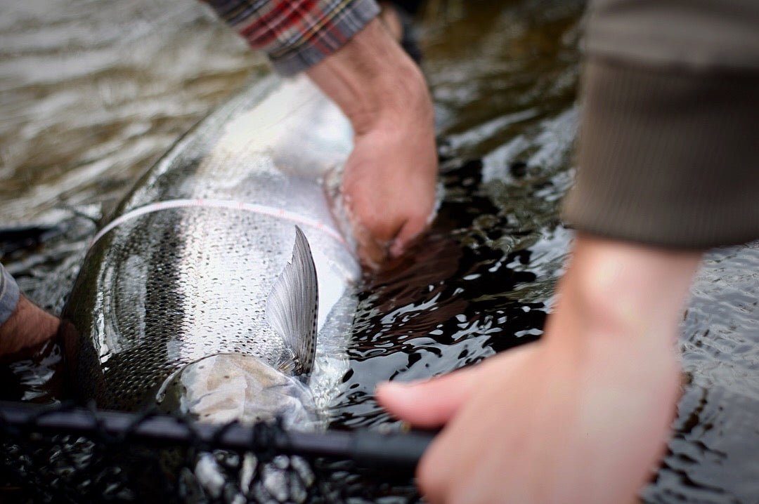 Cortland Line Company - Salmon Steelhead Olive / White - Feather Craft Fly Fishing