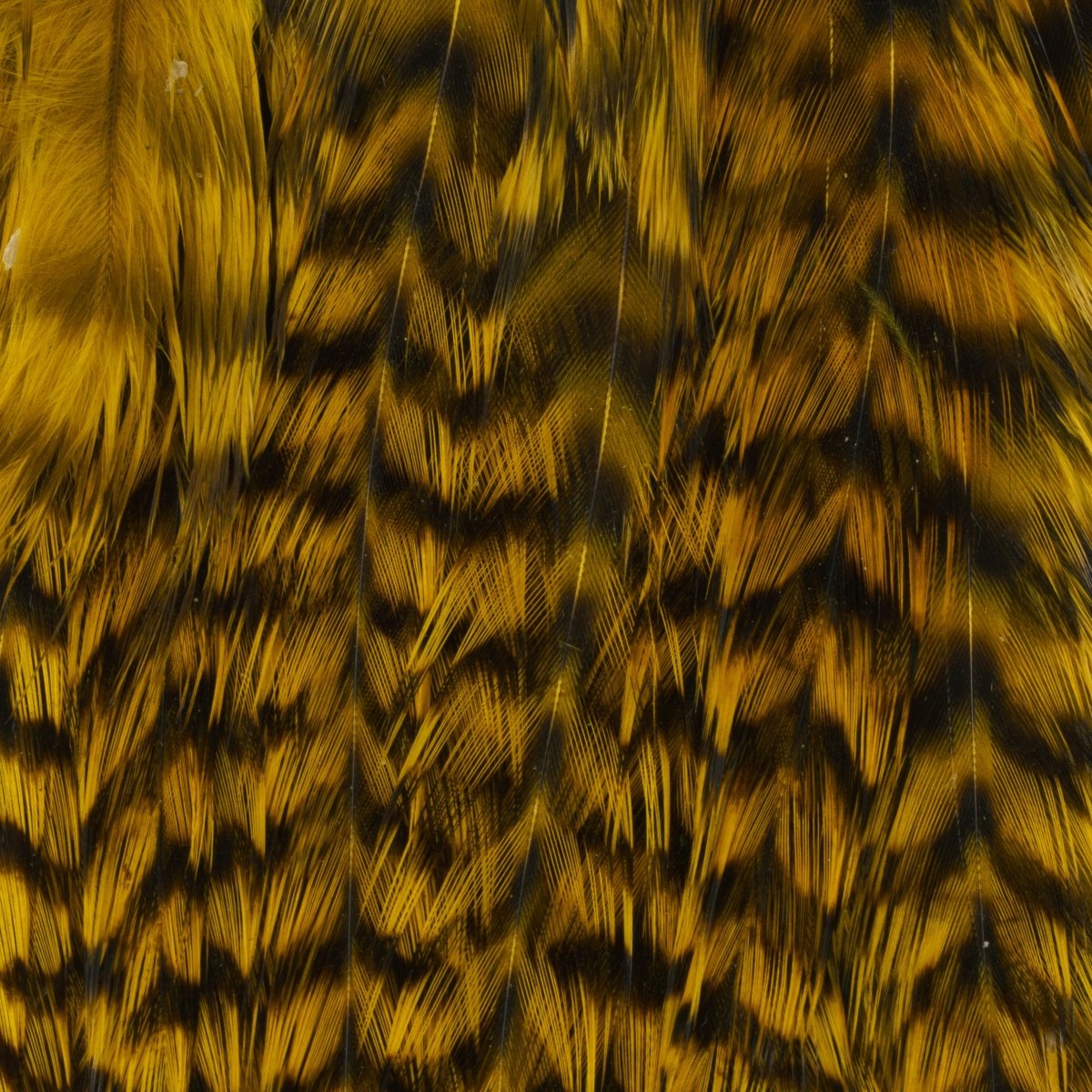 Ewing - Ewing Woolly Bugger Hackle Packs - Feather Craft Fly Fishing