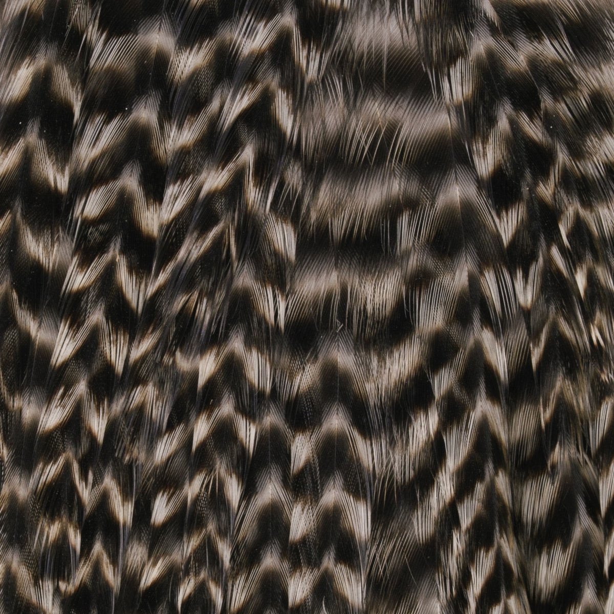 Ewing - Ewing Woolly Bugger Hackle Packs - Feather Craft Fly Fishing