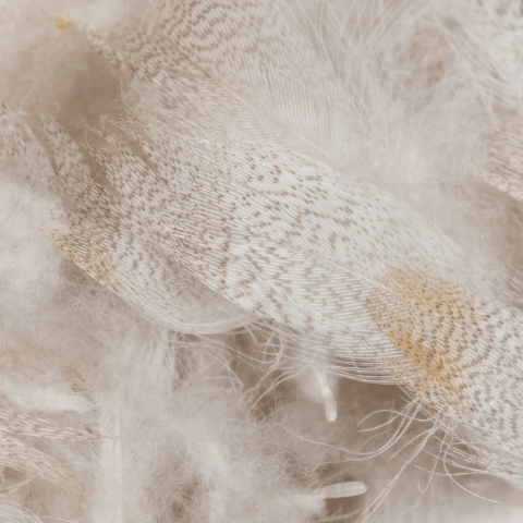 Feather Craft - Drake Mallard (Silver Belly) - Feather Craft Fly Fishing