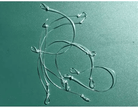 Feather Craft - F - C Shock Gum Sections - Feather Craft Fly Fishing