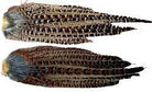 Feather Craft - Hen Pheasant Tail Whole Clumps - Feather Craft Fly Fishing