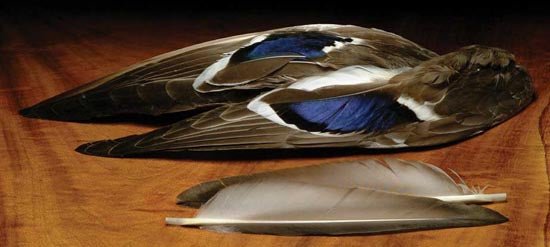Feather Craft - Paired Mallard Wing Tip Sections - Feather Craft Fly Fishing