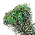 Feather Craft - Peacock Eyes - Feather Craft Fly Fishing