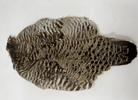 Feather Craft - Prairie Chicken Skin - Feather Craft Fly Fishing