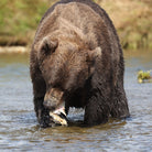 Feather Craft Pursuits - Alaska Trophy Adventures Lodge - Feather Craft Fly Fishing