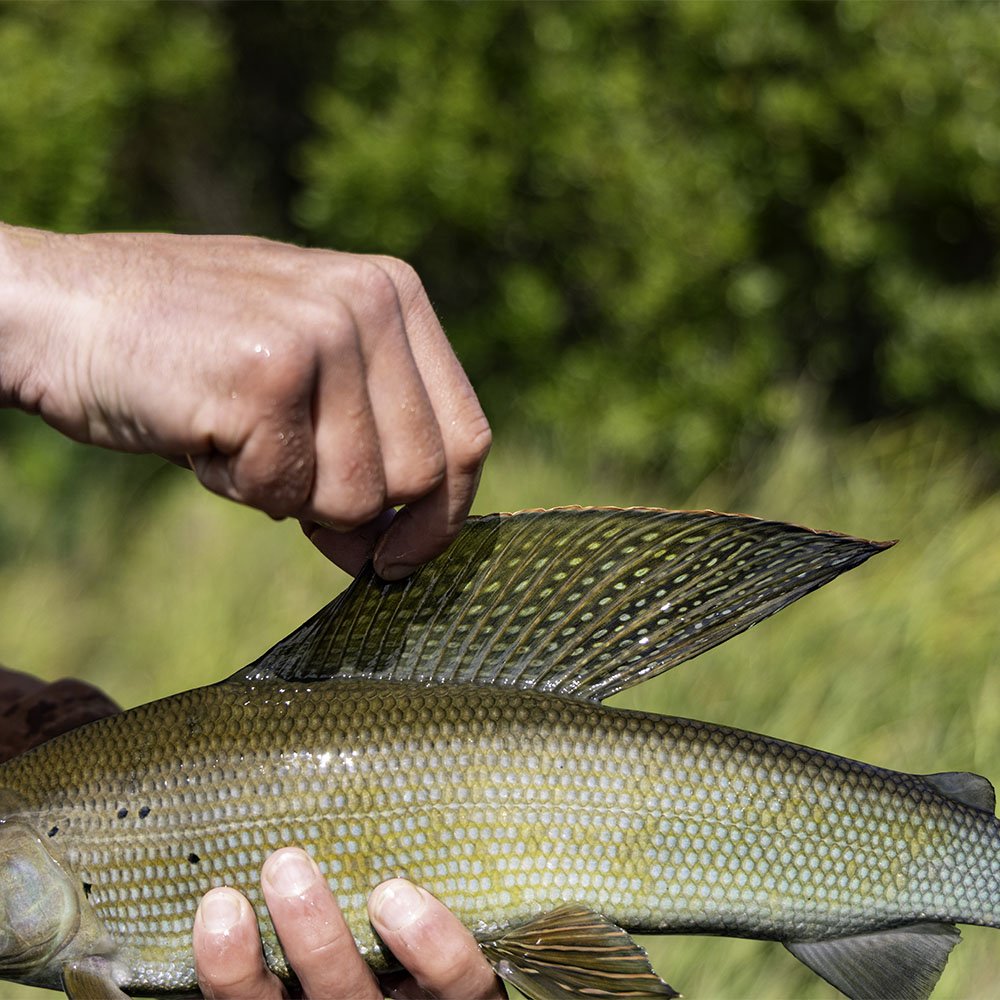 Feather Craft Pursuits - Alaska Trophy Adventures Lodge - Feather Craft Fly Fishing