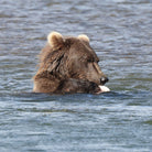 Feather Craft Pursuits - Alaska Trophy Adventures Lodge - Feather Craft Fly Fishing