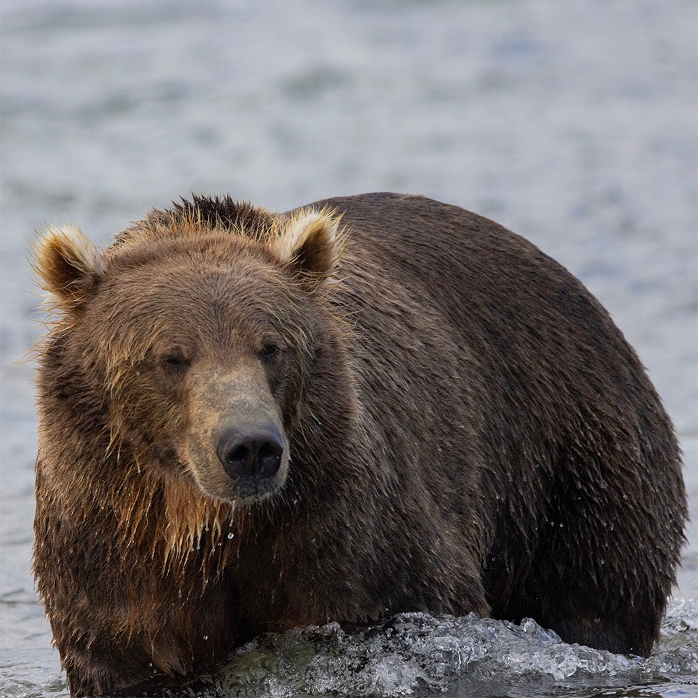 Feather Craft Pursuits - Alaska Trophy Adventures Lodge - Feather Craft Fly Fishing