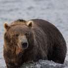 Feather Craft Pursuits - Alaska Trophy Adventures Lodge - Feather Craft Fly Fishing