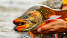 Feather Craft Pursuits - Camp North, Greenland | August 14-25 2028 - Feather Craft Fly Fishing