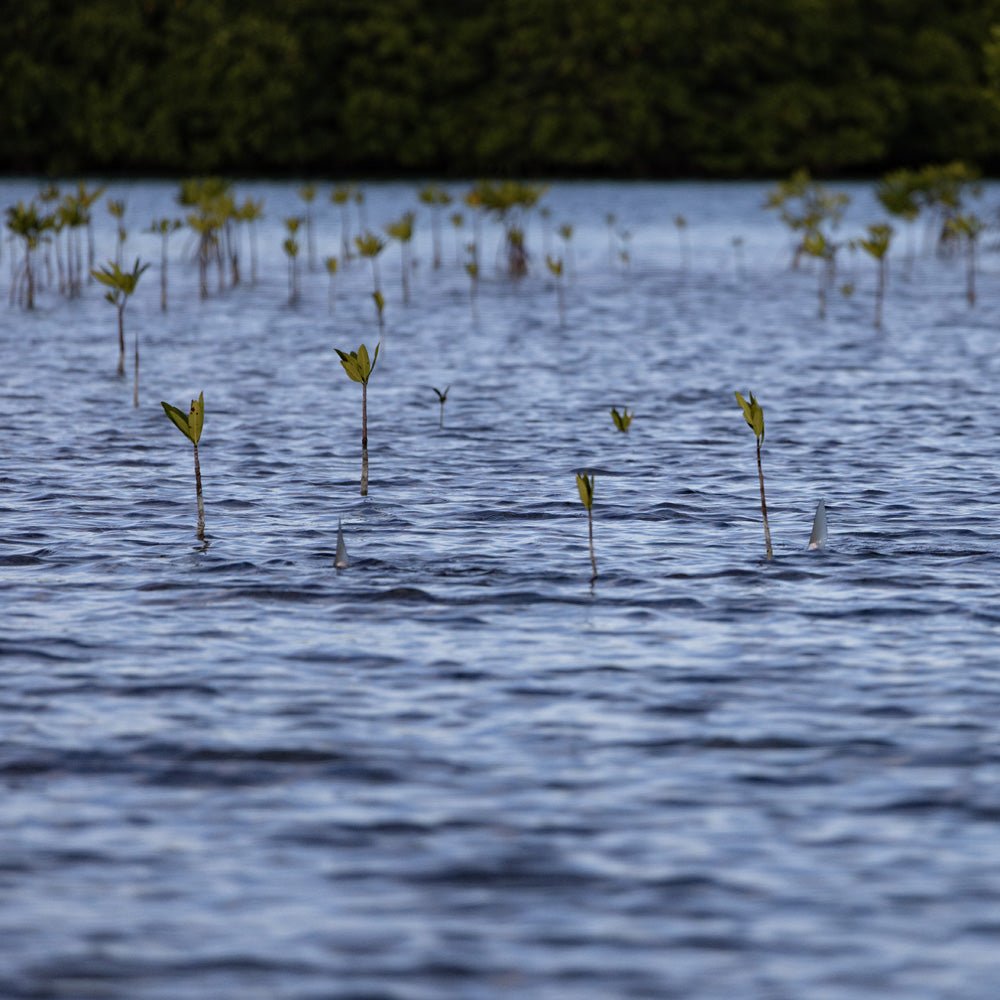 Feather Craft Pursuits - El Pescador Lodge Belize - Feather Craft Fly Fishing