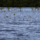 Feather Craft Pursuits - El Pescador Lodge Belize - Feather Craft Fly Fishing