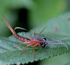 Feather Craft - Son Tao Fly Tying Class - Feather Craft Fly Fishing