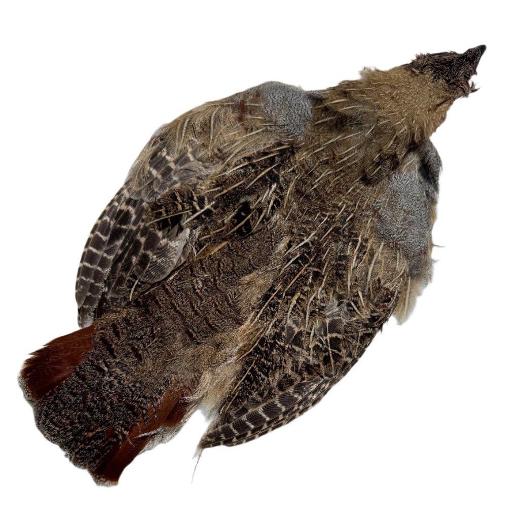Feather Craft - Wild Hungarian Partridge Skins - Grade - 3 - Feather Craft Fly Fishing