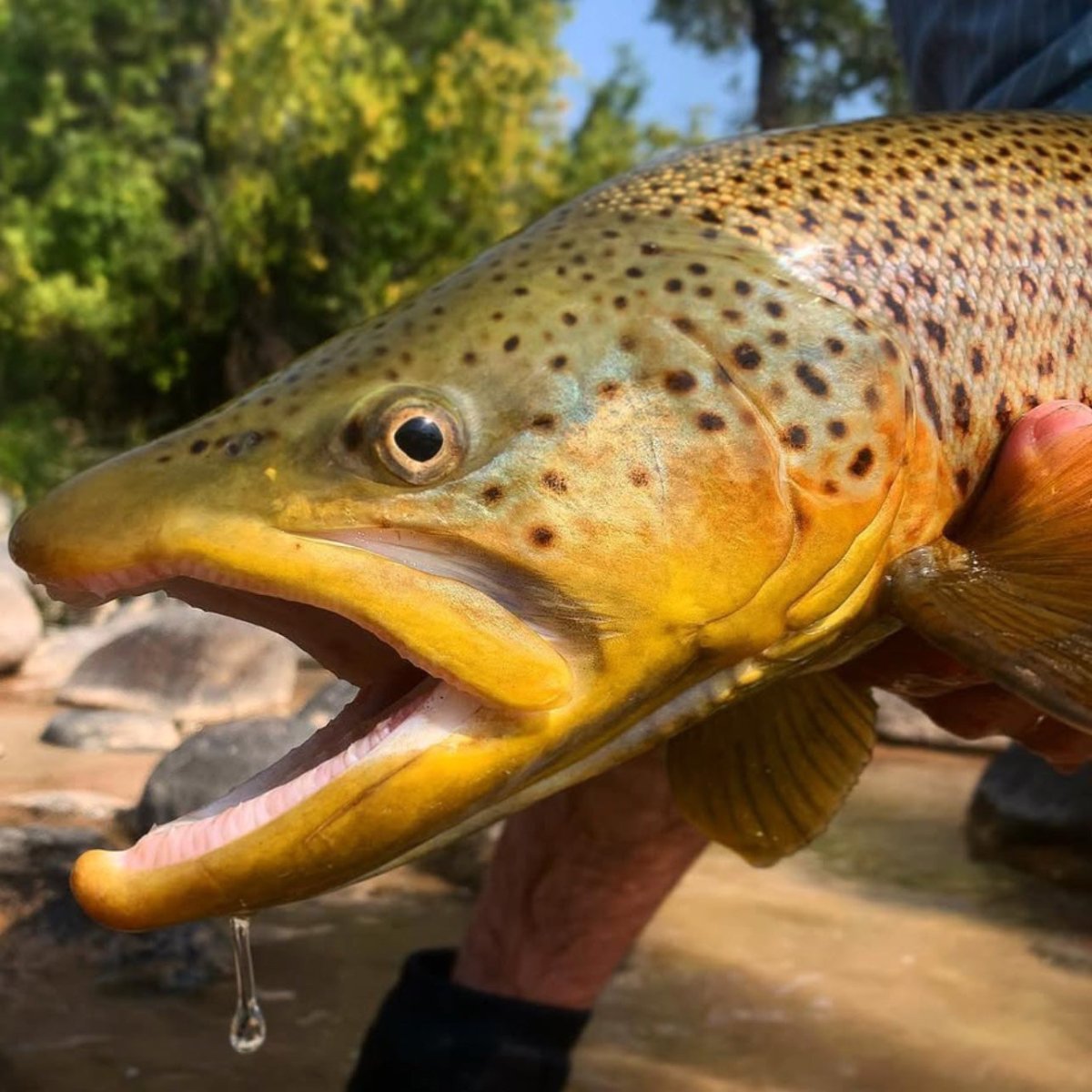 Feather Craft - Wyoming Hosted Travel: Wind River Range - Feather Craft Fly Fishing