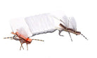 Hareline Dubbin - Cubby White Wing Material - Feather Craft Fly Fishing