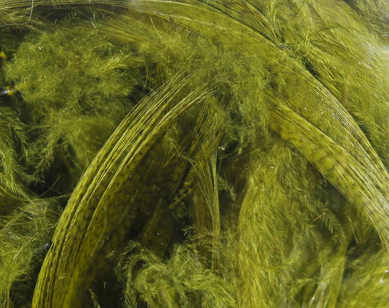 Hareline Dubbin - Dyed Mallard Flank - Feather Craft Fly Fishing