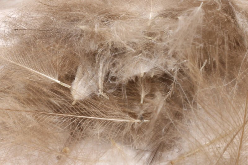 Hareline Dubbin - Hareline Bulk CDC 1-Gram Bulk Packs - Feather Craft Fly Fishing