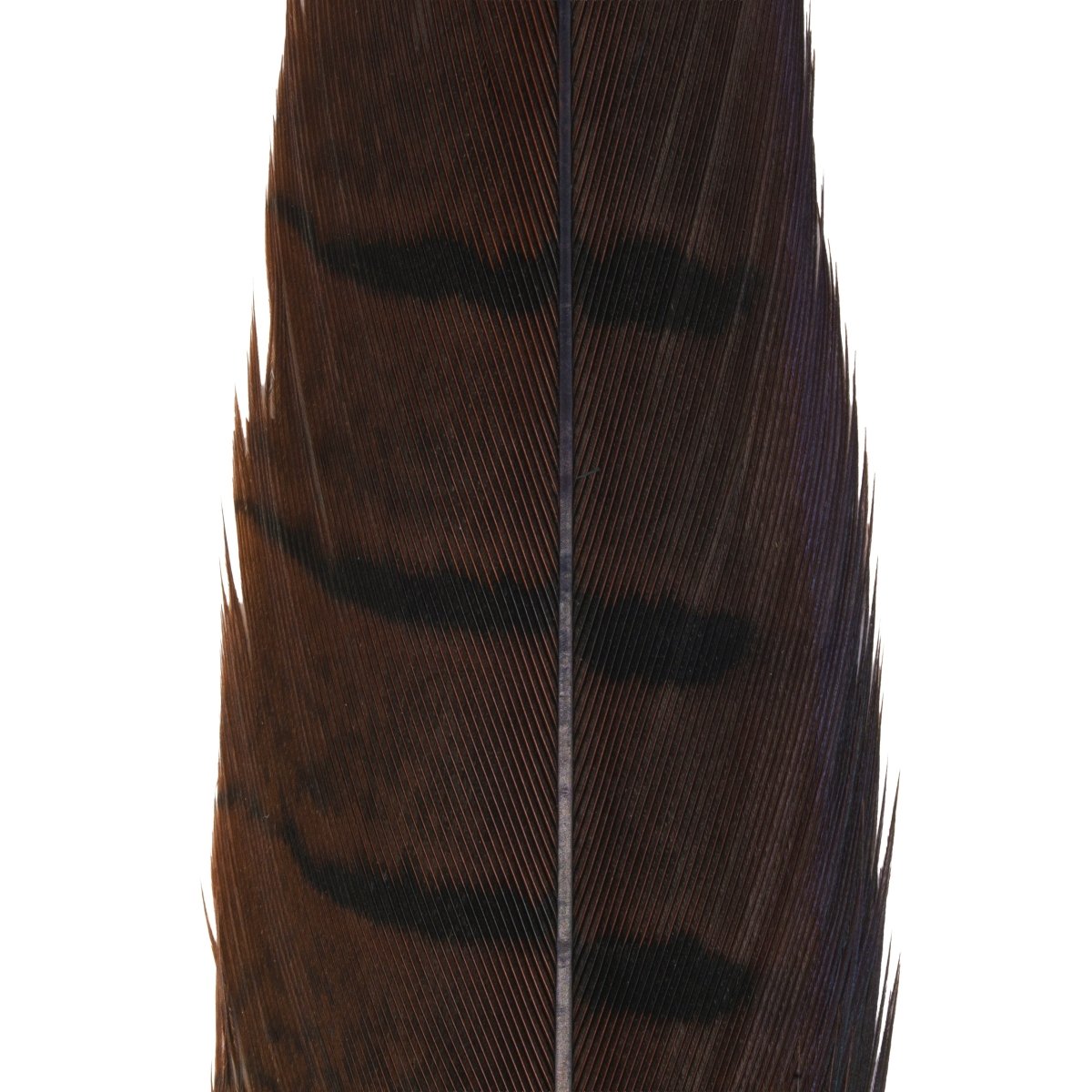 Hareline Dubbin - Hareline Dyed Pheasant Tails - Feather Craft Fly Fishing