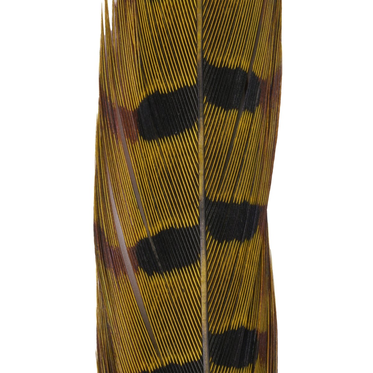 Hareline Dubbin - Hareline Dyed Pheasant Tails - Feather Craft Fly Fishing