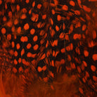 Hareline Dubbin - Hareline Strung Guinea Body Feathers - Feather Craft Fly Fishing