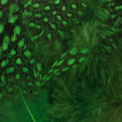 Hareline Dubbin - Hareline Strung Guinea Body Feathers - Feather Craft Fly Fishing