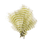 MFC - MFC Barred Marabou - Feather Craft Fly Fishing