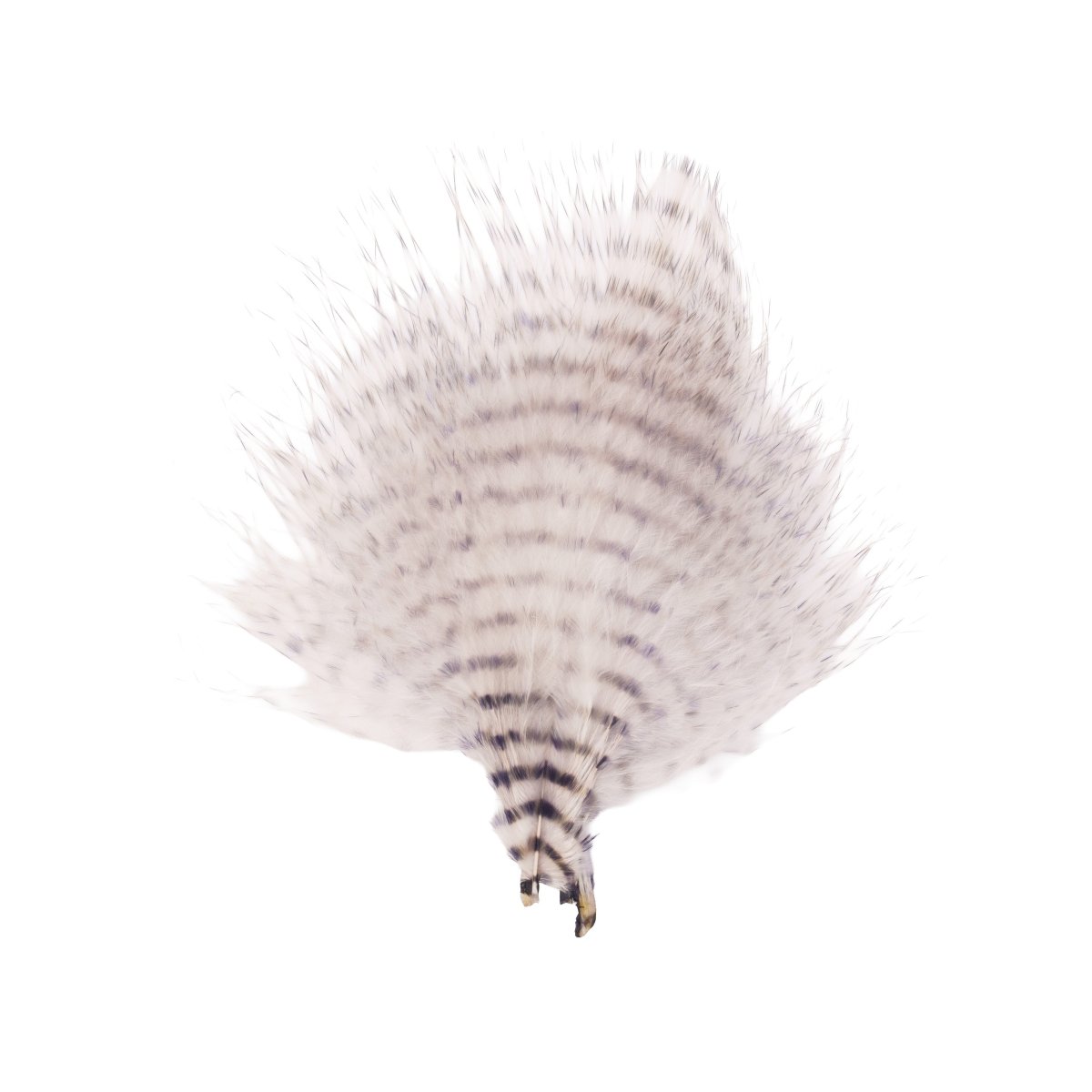 MFC - MFC Mini Barred Marabou - Feather Craft Fly Fishing