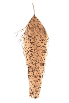 MFC - MFC Mottled Schlappen - Feather Craft Fly Fishing