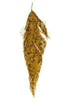 MFC - MFC Mottled Schlappen - Feather Craft Fly Fishing