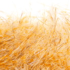 MFC - MFC Senyo's Dirty Bird Dubbing - Feather Craft Fly Fishing