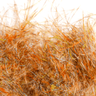 MFC - MFC Senyo's Dirty Bird Dubbing - Feather Craft Fly Fishing