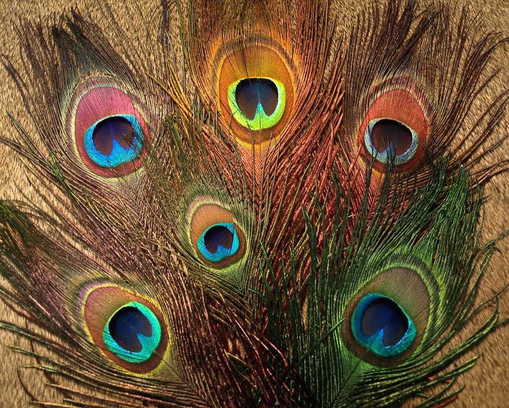Natures Spirit - Bleached & Dyed Peacock Sticks - Feather Craft Fly Fishing