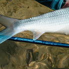 Sage - Sage Signal - Feather Craft Fly Fishing
