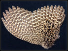Veniard - Hen Ringneck Pheasant Wings - Feather Craft Fly Fishing