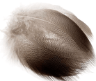 Wapsi - Natural Bronze Mallard - Feather Craft Fly Fishing