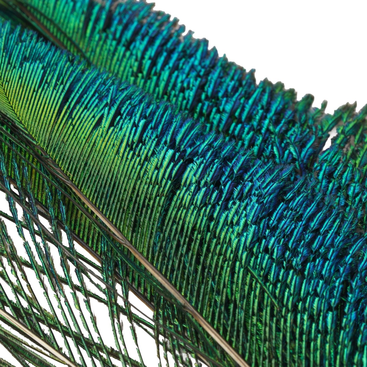 Wapsi - Wapsi Peacock Swords - Feather Craft Fly Fishing