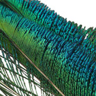 Wapsi - Wapsi Peacock Swords - Feather Craft Fly Fishing